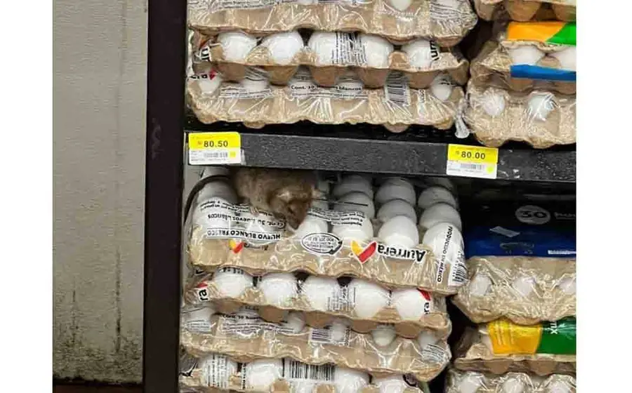 Al parecer el animalito ya es un viejo conocido del supermercado.