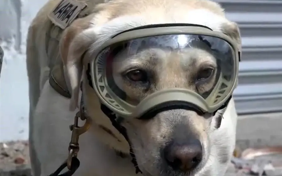 Frida fue una labrador de color miel, que nació el 12 de abril de 2009 en la Unidad Canina de la Secretaría de Marina.