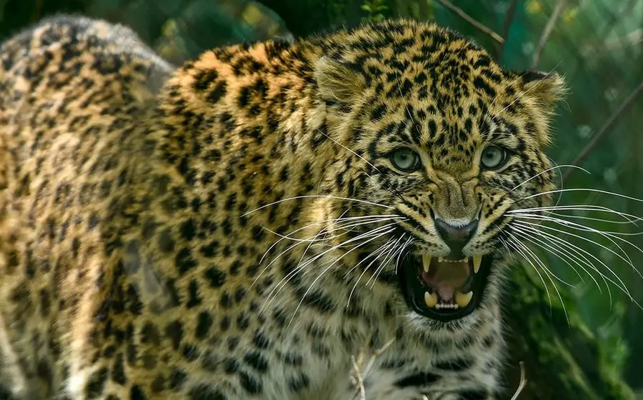 Al parecer el leopardo ya había sido atrapado anteriormente.