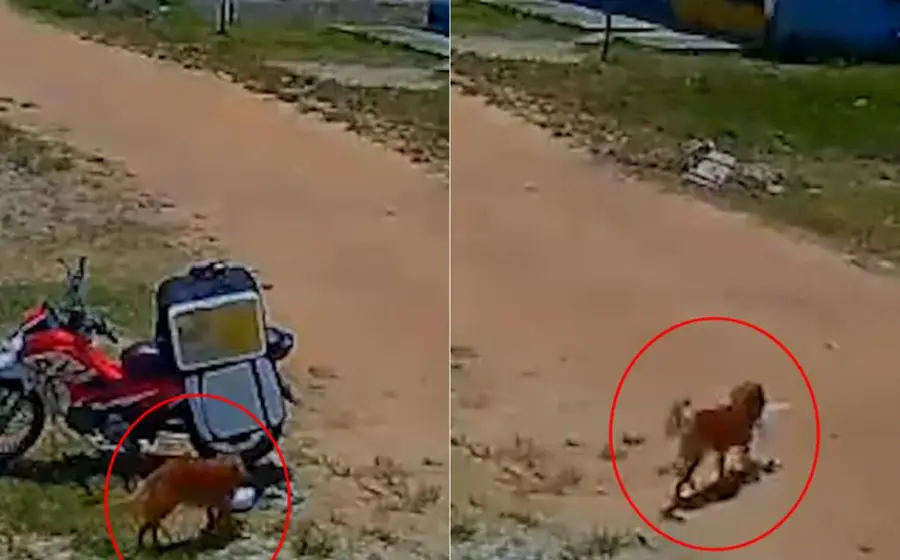 El perro aprovecha un descuido del repartidor para robarle la comida. 