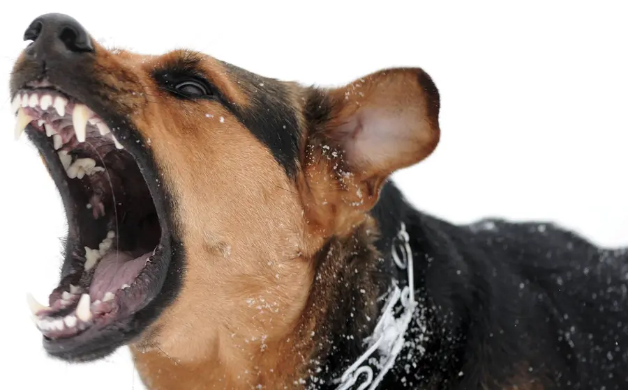 ataque_perro