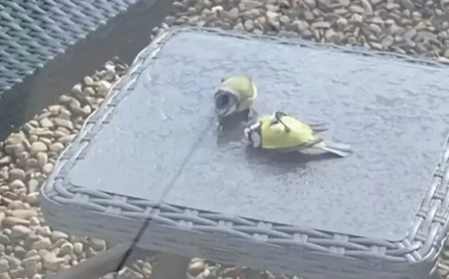 aves