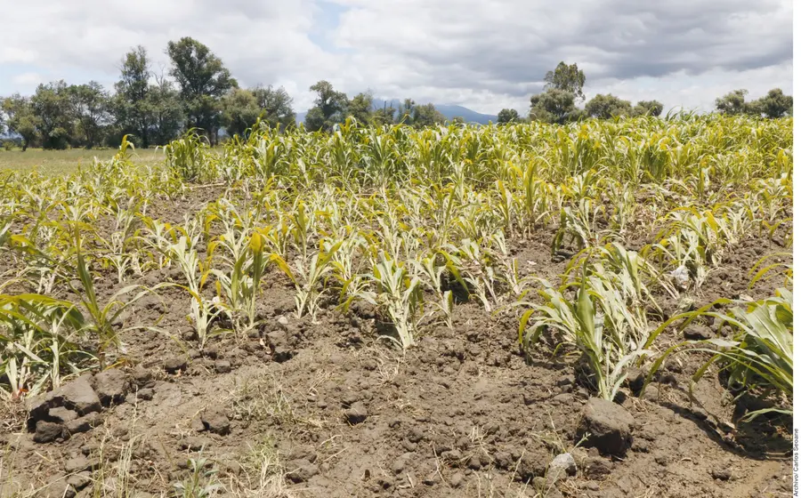 campo