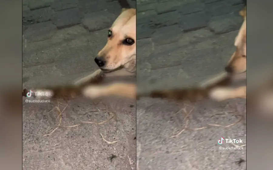 columna_perro
