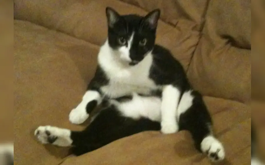 gato-sentado