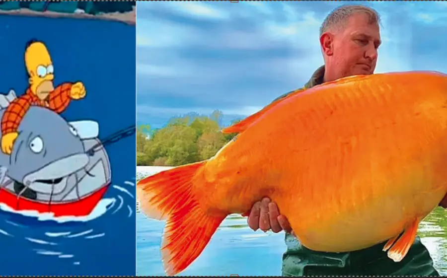El ejemplar pesa 30 kilos, 13 más que el que se consideraba el pez dorado más grande del mundo capturado en 2019 por Jason Fugate en Minnesota, EU.