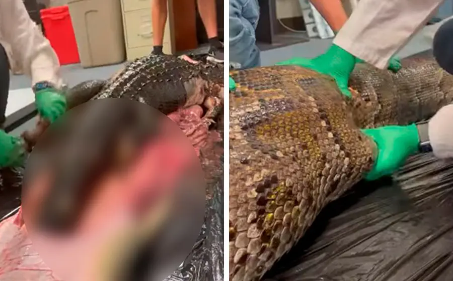 El cadáver del animal se halló en el Parque Nacional Everglades, en Florida.