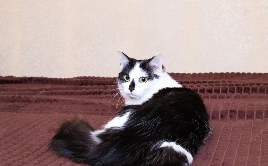 gato 