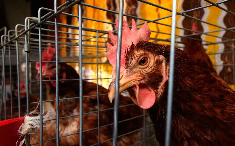 gallinas 