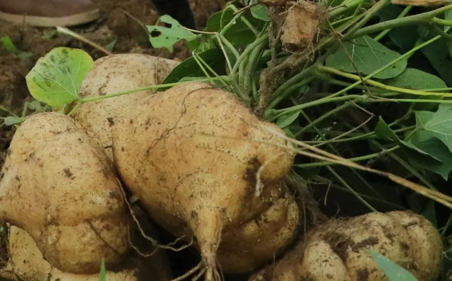 jicama