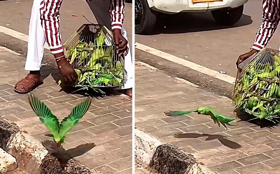 pericos 