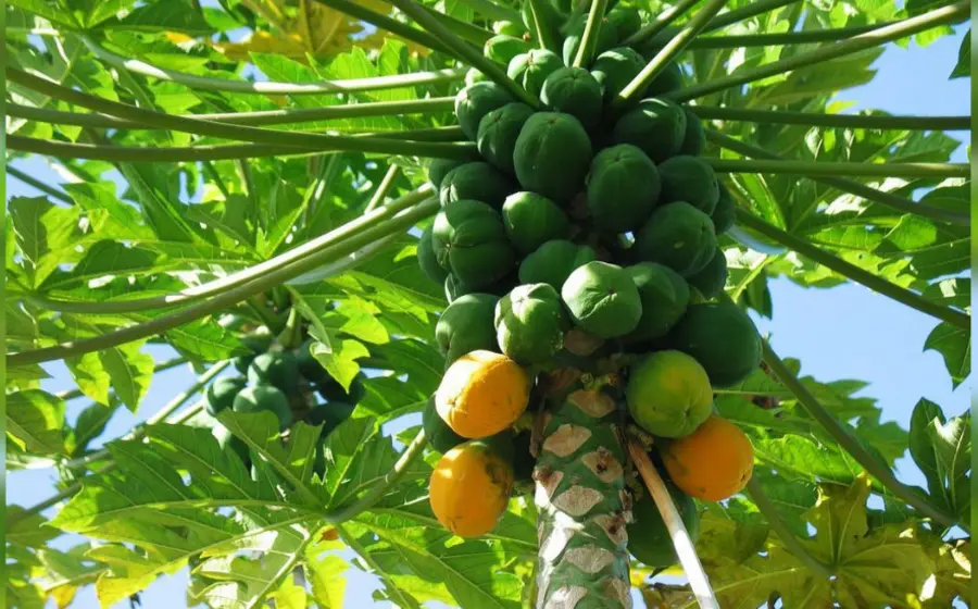 papaya