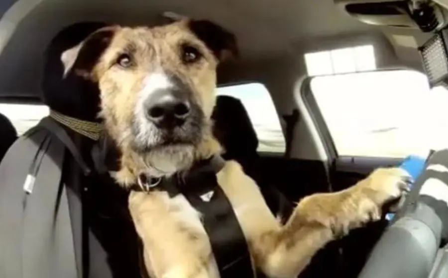 perro_al_volante