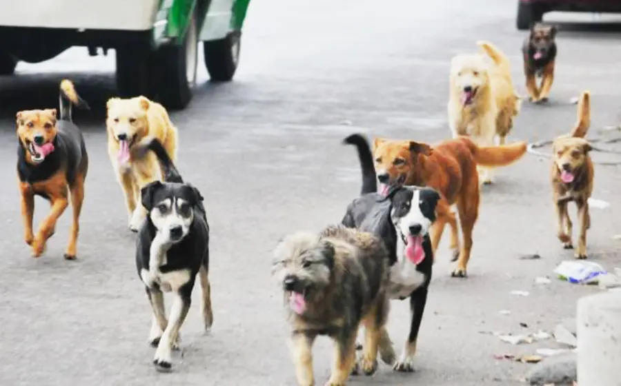perros_perritos