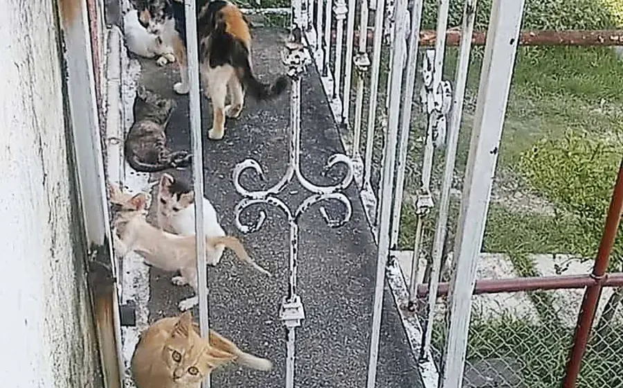 gatos 