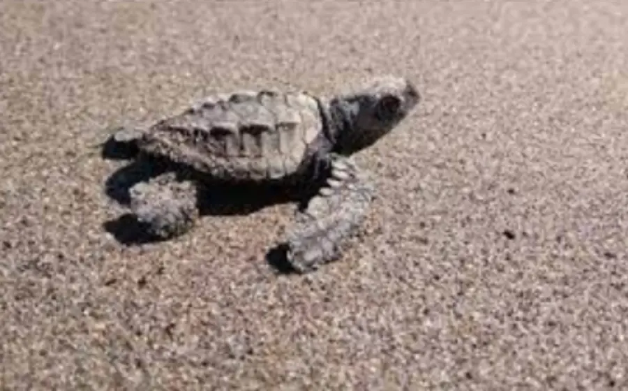 tortuga