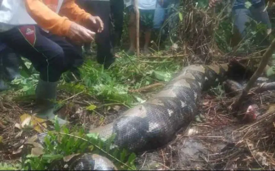 Pobladores atraparon a la serpiente y la sacrificaron, pero grande fue su sorpresa cuando al abrir a animal encontraron el cuerpo de Jahrah, quien murió asfixiada.