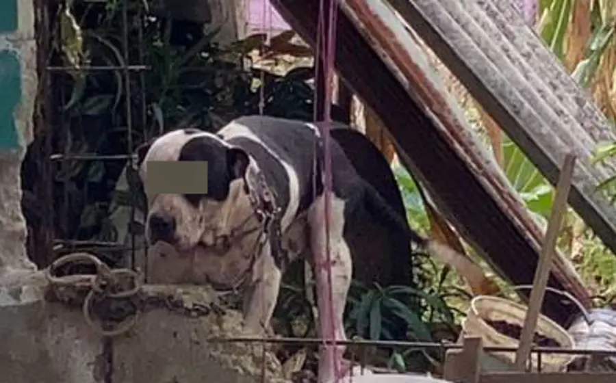 perro_defiende_su_casa