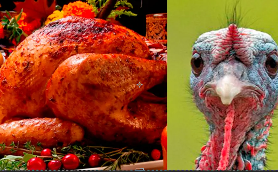 pavo