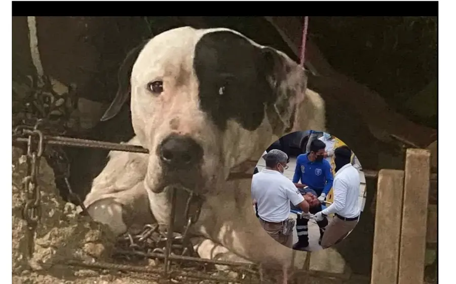 perrito_guardian