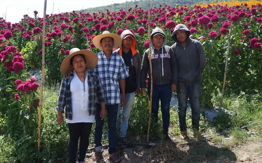 agricultores 