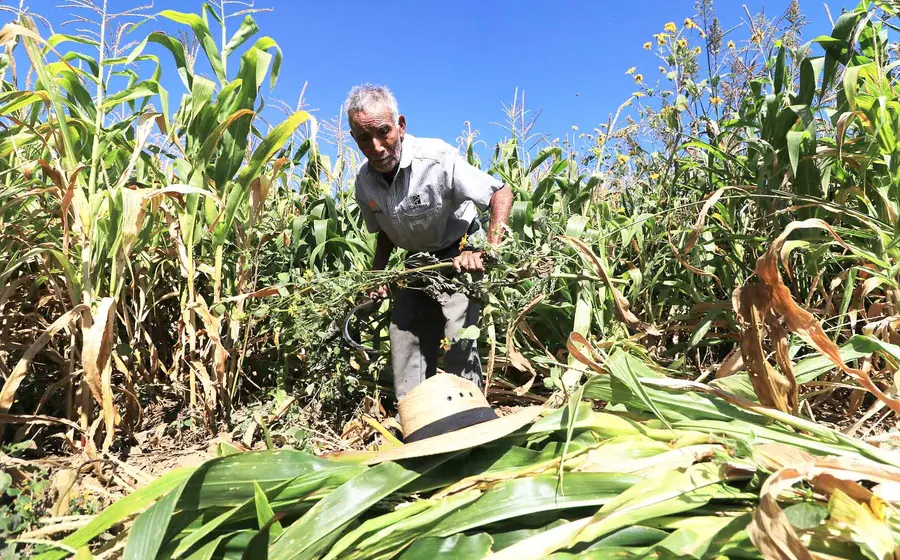 agricultores