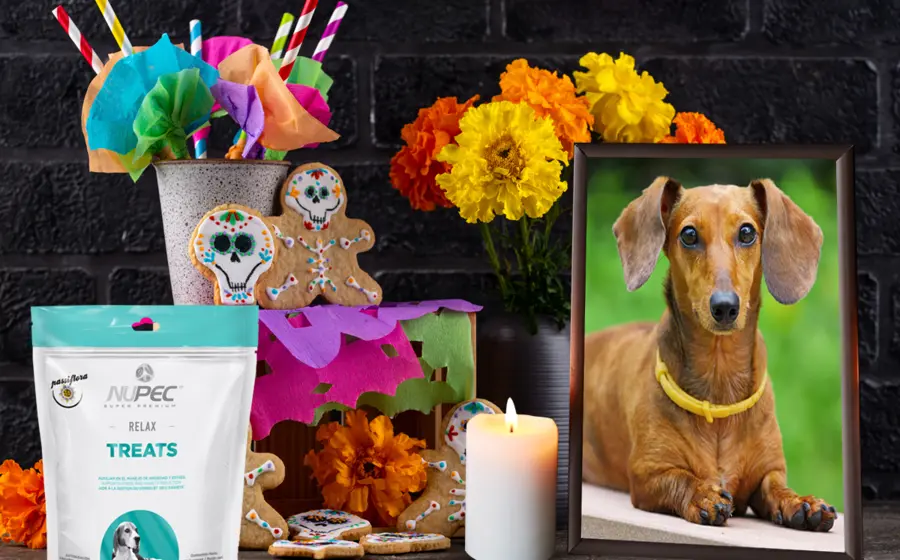 Altar para mascotas