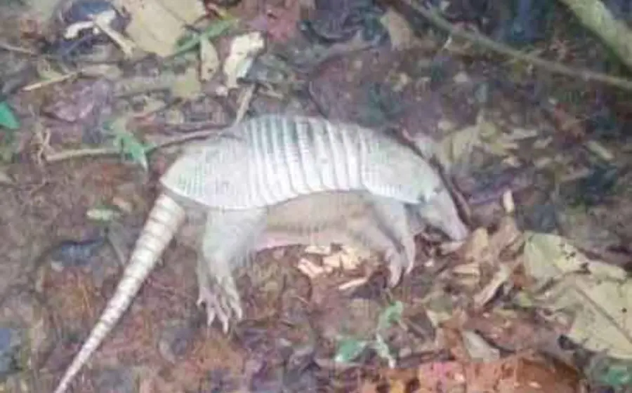 armadillo-muerto 