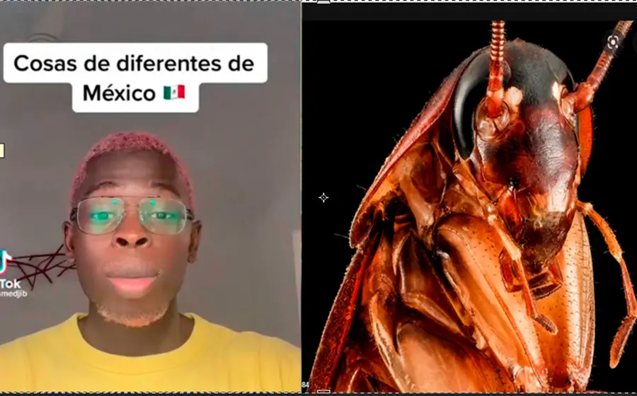 cucarachas_voladoras