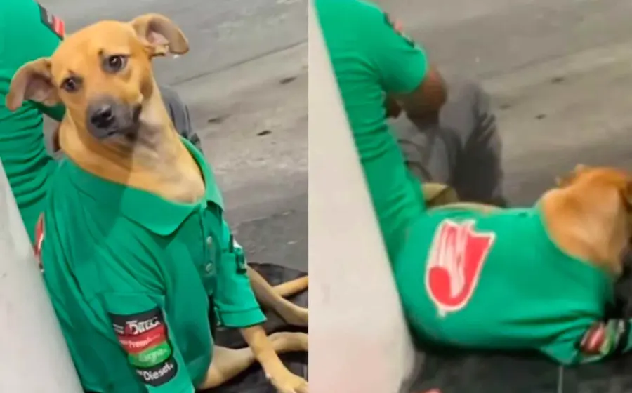 perro-gasolinera 