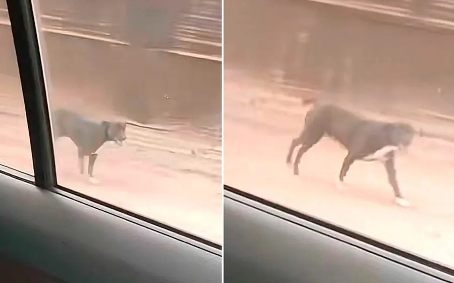 perrito-calle 