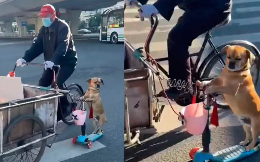 perrito-scooter