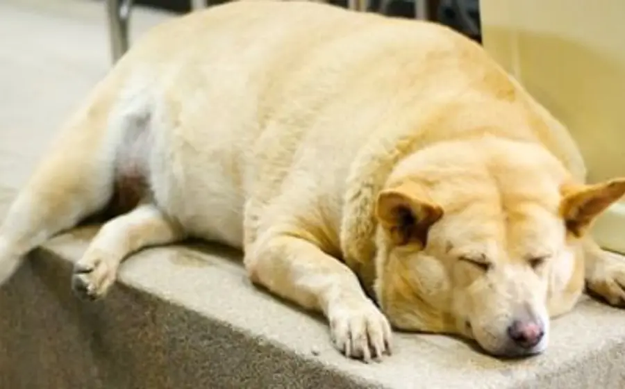 Los perros y gatos también pueden padecer sobrepeso y obesidad, por lo que es responsabilidad de los dueños alimentarlos sanamente.