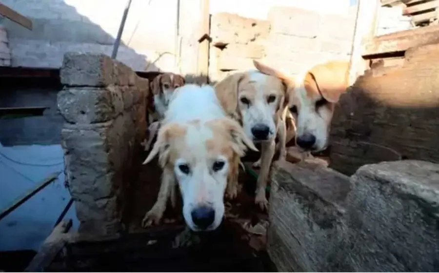 perros 