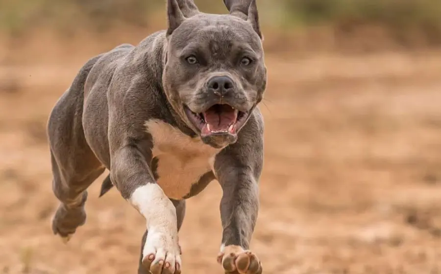 pitbull 