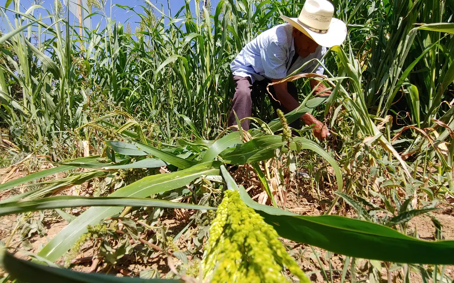 csampesino_en_oaxaca