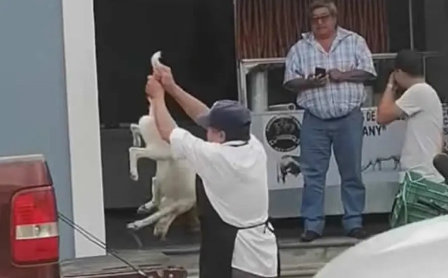 maltrato_animal