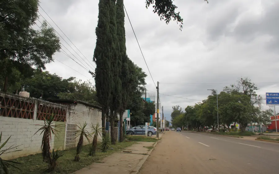 calle-pinos-foto