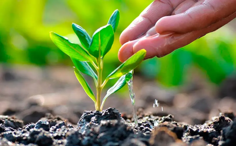 planta 