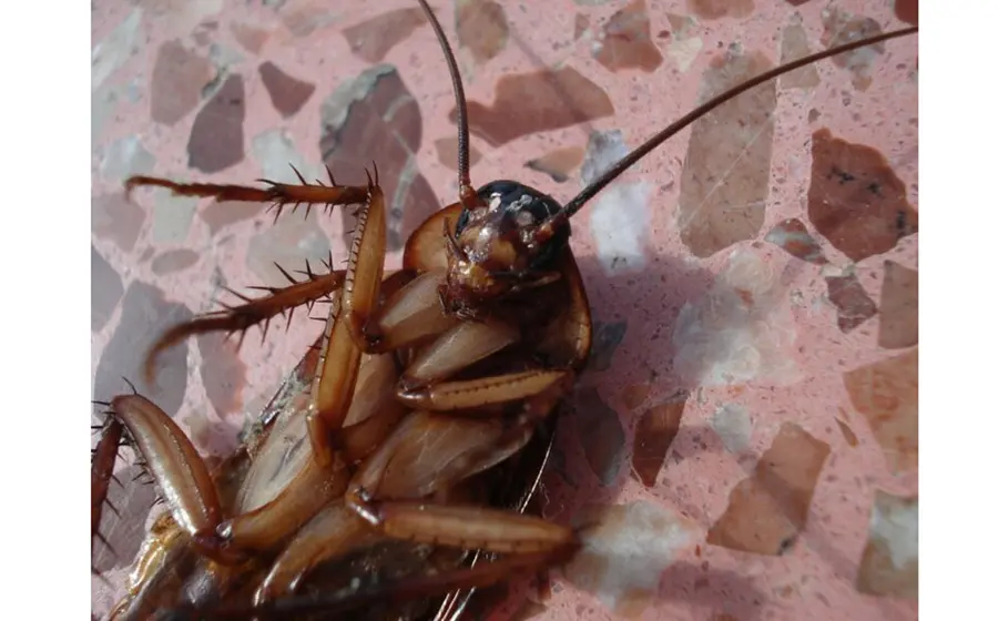 Cucaracha boca arriba