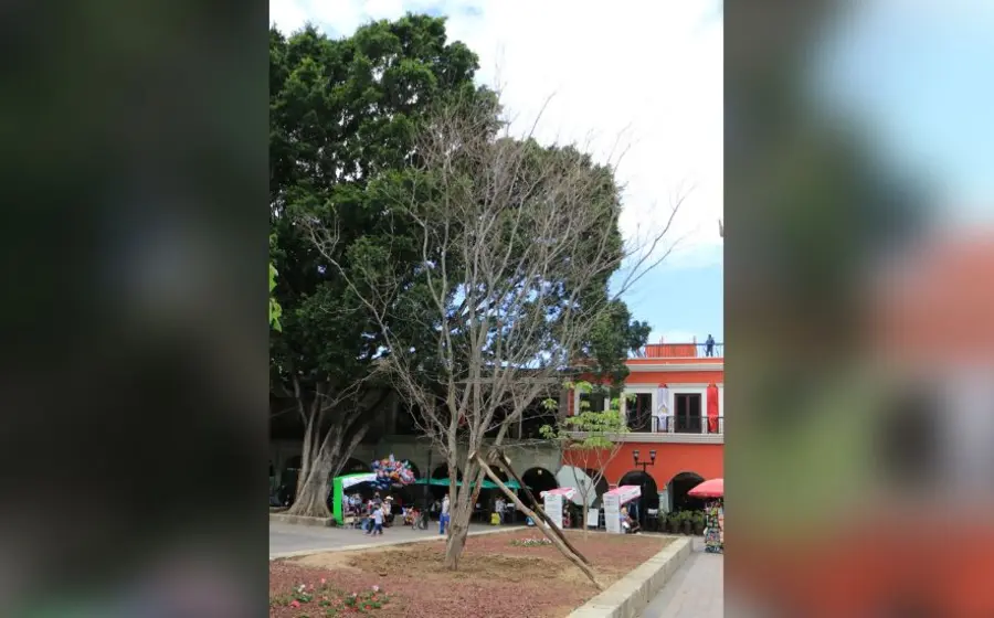 guamuchil_tiene_plaga_de_gusano