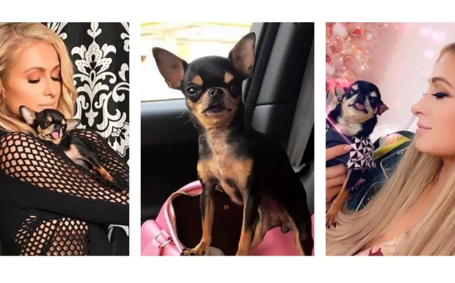 Paris Hilton extravía mascota