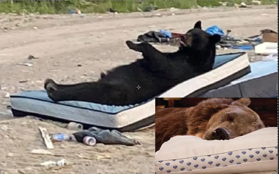 Oso descansando la mona