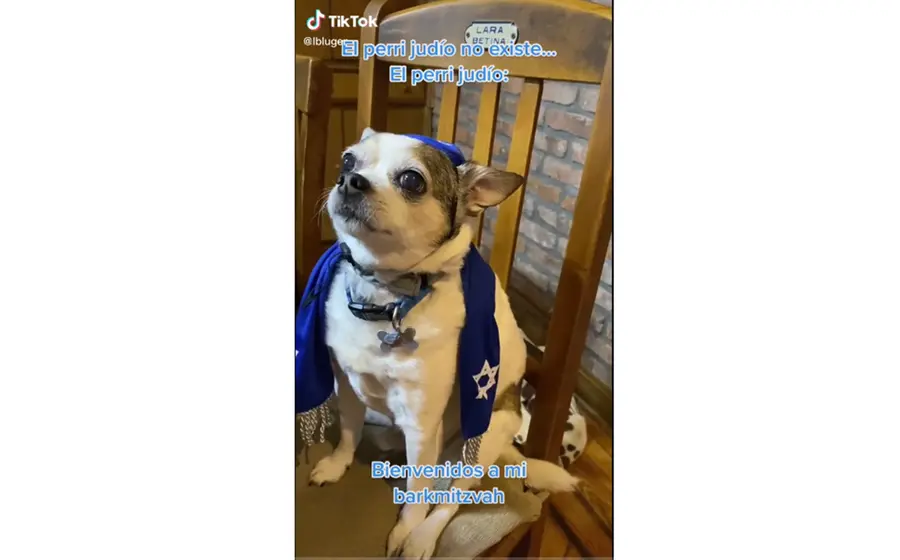 Perrito judío