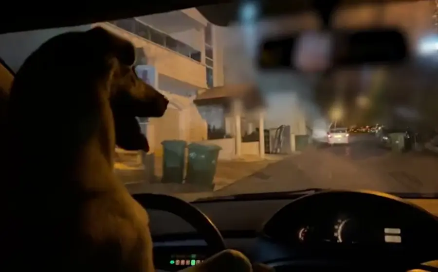 Mascota al volante