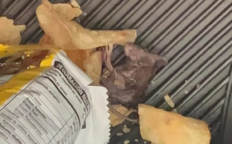 Rata muerta