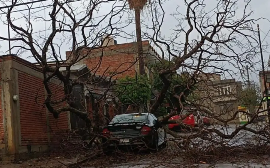 arbol_cae_en_oaxaca