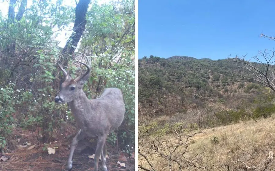 venado 