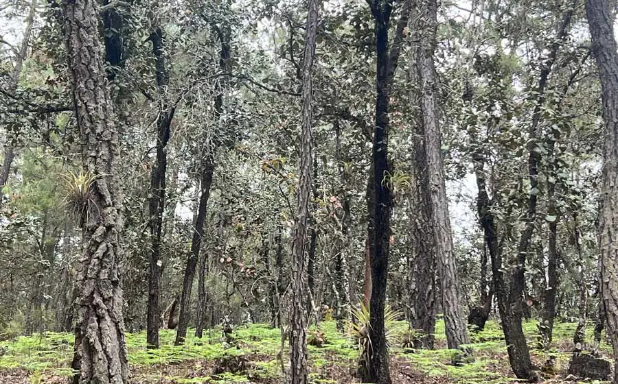 bosque 