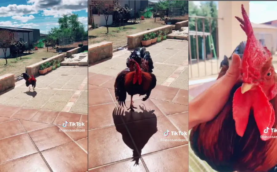 gallo-mascota